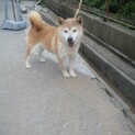 柴犬7歳メス