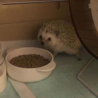 ハリネズミ 3歳の男の子