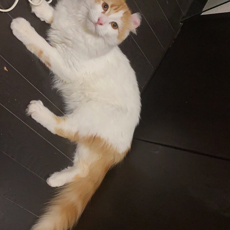 わた坊のカバー写真