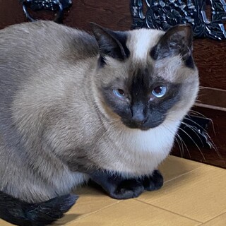 ブルーアイのシャム系女の子❣️