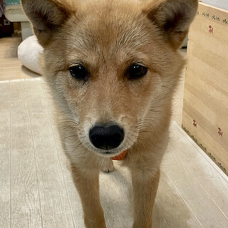  慎重だけど興味津々、愛らしい女の子 まひる