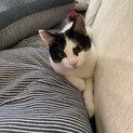 ハチワレ　7か月　子猫