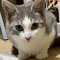 きれいなグレー白女の子　生後5か月