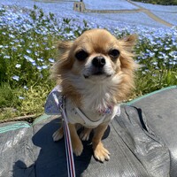 ぺこ