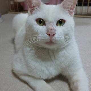 甘えん坊で寂しがりやさんの幸ちゃん(*^O^*)