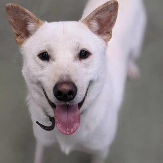 長く保健所にいます。家族に迎えてください。