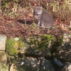 「情け無い」サムネイル2