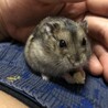 まきゃべ