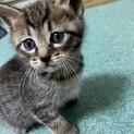オスのキジ猫　⭐️福ちゃん　(生後1か月前後)
