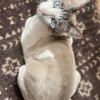 ゆめ