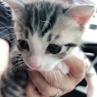 （お見合い決定の為募集一旦停止）⭐️ころすけ君