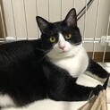 ありがとうございました。白黒ハチワレ猫　