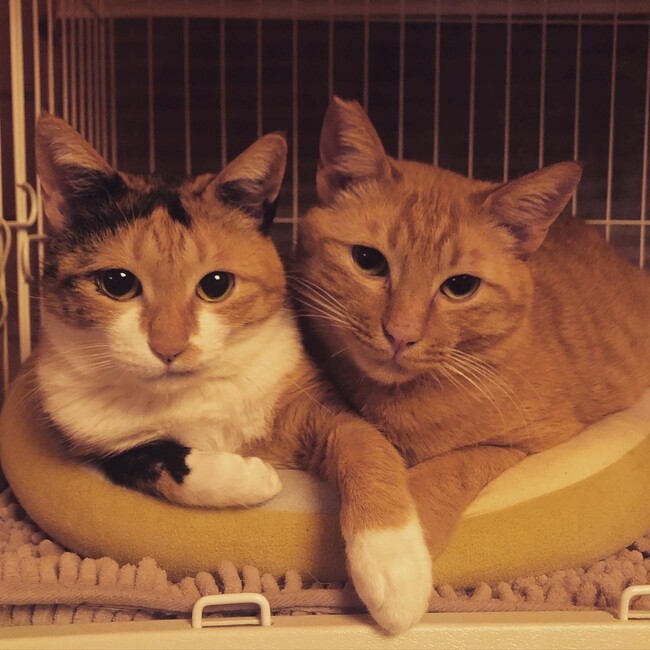 銀ぽん&まりチャムのカバー写真