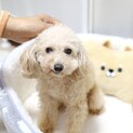 間抜けで甘えん坊のトイプードルのしろくん♪再募集！