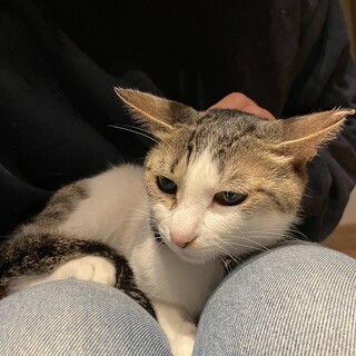 おっとり小柄なきじしろの女の子ルルちゃん