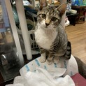 他で里親さん見つかりました☆ぎんちゃん