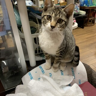 他で里親さん見つかりました☆ぎんちゃん