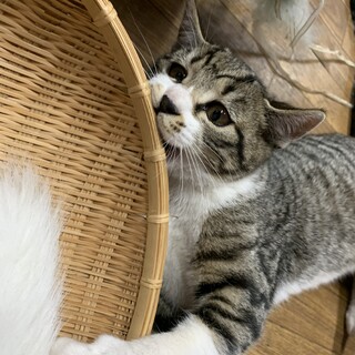 他で里親さんが見つかりました☆もみじくん
