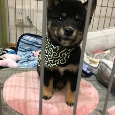 首輪デビュー