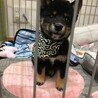 首輪デビュー