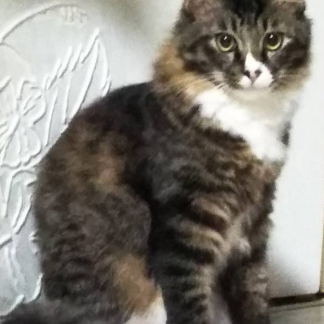 Chumi*のカバー写真