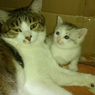 3月21日（日）早朝に出産、母猫と娘猫