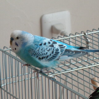 元気いっぱいセキセイインコ（雄）