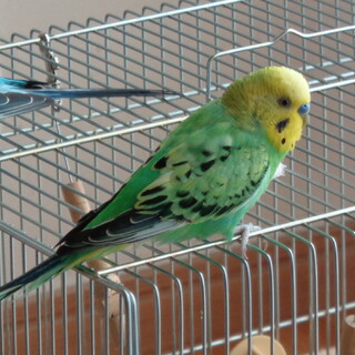 元気いっぱいセキセイインコ（雄）