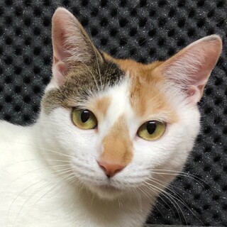 おっとり美人三毛さん　娘と一緒に２匹で！