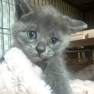 cat-W1007 ロシアンブルー色♪可愛い♪