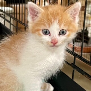 cat-M1008　人が大好き！甘えん坊♪