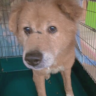 飼い主さん亡くなり閉じ込められてた子です