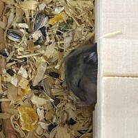 あおい