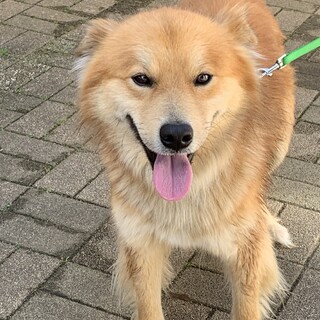 茶モコの茶太郎