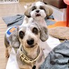 お散歩大好きゲンくん❤︎ヨーキー×ダックスMix サムネイル2