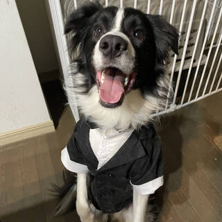 元気いっぱいのボーダーコリー