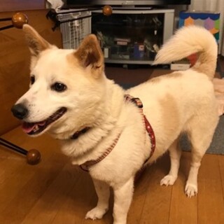 人が大好き、お腹ゴロンの甘えたバニラちゃん