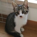 ①可愛い仔猫優しい家族を探して…