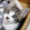 ①可愛い仔猫優しい家族を探して… サムネイル2