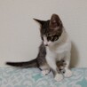 ①可愛い仔猫優しい家族を探して… サムネイル3