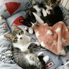 ①可愛い仔猫優しい家族を探して… サムネイル4