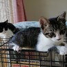 ①可愛い仔猫優しい家族を探して… サムネイル5