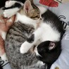 ①可愛い仔猫優しい家族を探して… サムネイル6