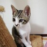 ①可愛い仔猫優しい家族を探して… サムネイル7
