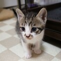 ②可愛い仔猫優しい家族を探して…