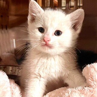 cat-M1005　真っ白長毛ちゃん♪