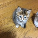 子猫の里親募集中