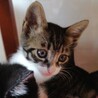 ③可愛い仔猫優しい家族を探して… サムネイル2