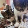 ③可愛い仔猫優しい家族を探して… サムネイル3