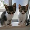 ③可愛い仔猫優しい家族を探して… サムネイル4